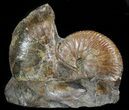 Displayable Hoploscaphites Ammonite - South Dakota #43925-1